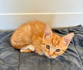 Rescue Domestic Short Hair Cats for Adoption in Chapel Hill, North Carolina - Brennan | PetCurious