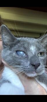 Colonel Tigh -  Domestic Short Hair Cat for Adoption in Havertown, Pennsylvania - Colonel Tigh | PetCurious