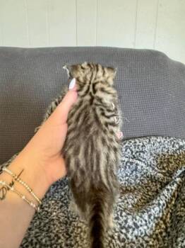 Domestic Short Hair Cats Available for Adoption in Shawnee, Oklahoma - Leia | PetCurious