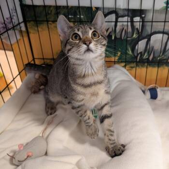 Wisteria -  Domestic Short Hair Cat for Adoption in Walden, New York - Wisteria | PetCurious