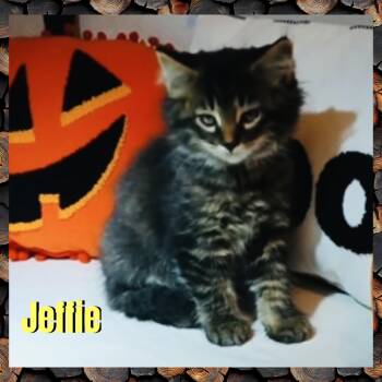 Jeffie -  Domestic Long Hair Cat for Adoption in Red Lodge, Montana - Jeffie | PetCurious