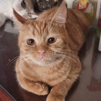 Garfield J -  British Shorthair and Siberian Cat for Adoption in Brampton, Ontario - Garfield J | PetCurious