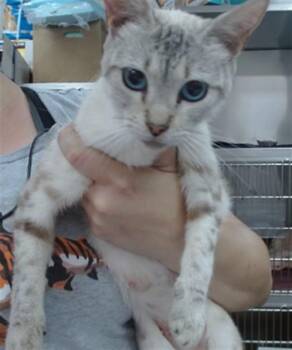 DIAMOND -  Domestic Short Hair Cat for Adoption in Salinas, California - DIAMOND | PetCurious