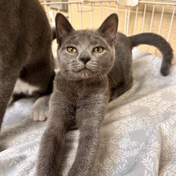 Austin -  Domestic Short Hair Cat for Adoption in Myerstown, Pennsylvania - Austin | PetCurious