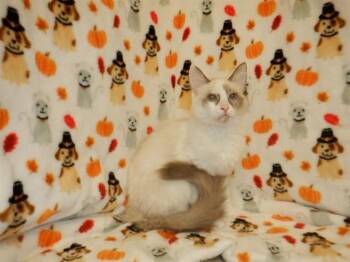 BUNNY -  Domestic Medium Hair Cat for Adoption in San Jose, California - BUNNY | PetCurious