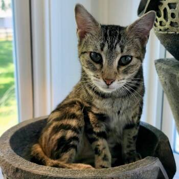 Rescue Domestic Short Hair Cats for Adoption in Ashland, Virginia - Emmie | PetCurious