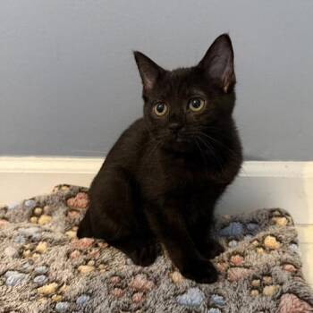 Simone -  Bombay Cat for Adoption in Georgetown, Kentucky - Simone | PetCurious