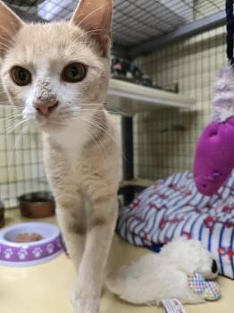 Rescue Domestic Short Hair Cats for Adoption in Conway, South Carolina - Bones | PetCurious