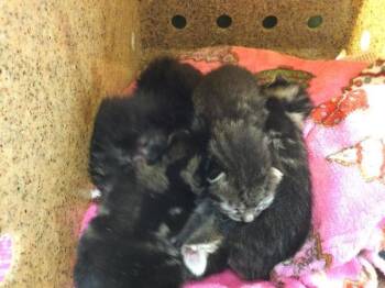 Domestic Short Hair Cats Available for Adoption in Riverside, California - A1917671 | PetCurious