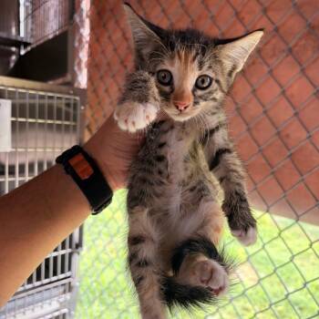 Gayle -  Domestic Short Hair Cat for Adoption in Edinburg, Texas - Gayle | PetCurious