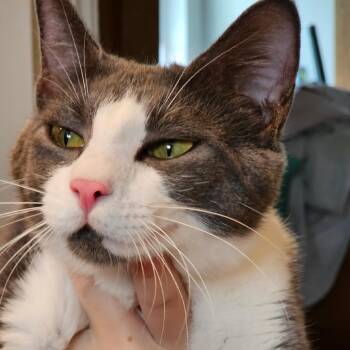 Momma Star -  American Shorthair Cat for Adoption in Newberg, Oregon - Momma Star | PetCurious