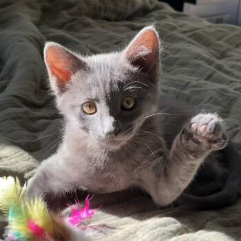 Rescue Domestic Short Hair Cats for Adoption in Ellensburg, Washington - Spice | PetCurious