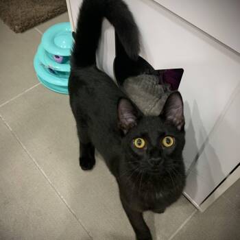 Rescue Domestic Short Hair Cats for Adoption in Buffalo, New York - Easton & Estella | PetCurious