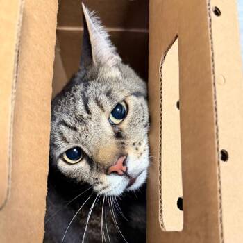 Tigger Roo -  Domestic Short Hair Cat for Adoption in Philadelphia, Pennsylvania - Tigger Roo | PetCurious