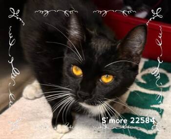 SMORE (see also OREO) -  Domestic Short Hair Cat for Adoption in Marietta, Georgia - SMORE (see Also OREO) | PetCurious
