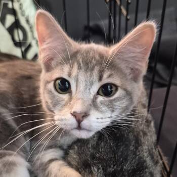 Stripes -  Domestic Short Hair Cat for Adoption in Eugene, Oregon - Stripes | PetCurious