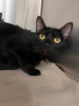 Jamie -  Domestic Short Hair Cat for Adoption in Frankfort, Kentucky - Jamie | PetCurious