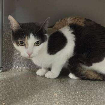 Rescue Domestic Short Hair Cats for Adoption in Las Vegas, Nevada - BEAN | PetCurious