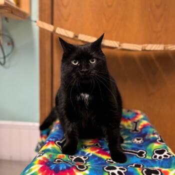 Rescue Domestic Short Hair Cats for Adoption in Fargo, North Dakota - Suzy | PetCurious