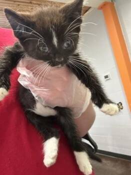 Socks -  Domestic Short Hair Cat for Adoption in Cincinnati, Ohio - Socks | PetCurious
