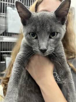 Nanu`s Hot Chicken -  Domestic Short Hair Cat for Adoption in West Chester, Pennsylvania - Nanu`s Hot Chicken | PetCurious