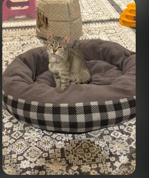 Auntie -  Domestic Short Hair Cat for Adoption in De Pere, Wisconsin - Auntie | PetCurious