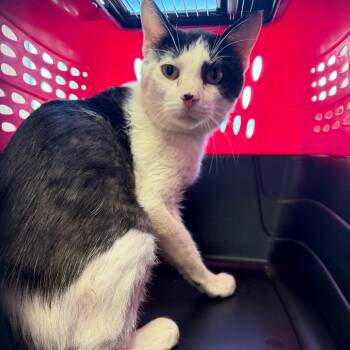 Holstein -  Domestic Short Hair Cat for Adoption in Watertown, New York - Holstein | PetCurious