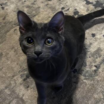 Rescue Russian Blue Cats for Adoption in Seneca, South Carolina - Cardi | PetCurious