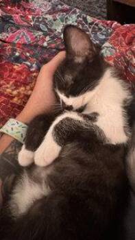 Vernon -  Domestic Short Hair Cat for Adoption in Wheaton, Illinois - Vernon | PetCurious