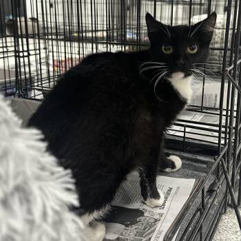 Domestic Short Hair Cats Available for Adoption in Youngstown, Ohio - Obsedian | PetCurious