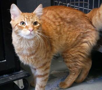 Bun Bun -  Domestic Medium Hair Cat for Adoption in Bloomingdale, New Jersey - Bun Bun | PetCurious