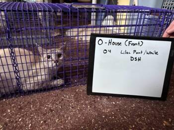 Domestic Short Hair Cats Available for Adoption in Oklahoma City, Oklahoma - O4 | PetCurious