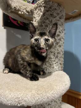 Celeste -  Domestic Short Hair Cat for Adoption in Emerald Isle, North Carolina - Celeste | PetCurious