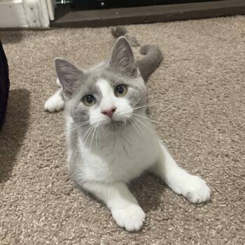 Hash Brown -  Domestic Short Hair Cat for Adoption in Washington, Pennsylvania - Hash Brown | PetCurious