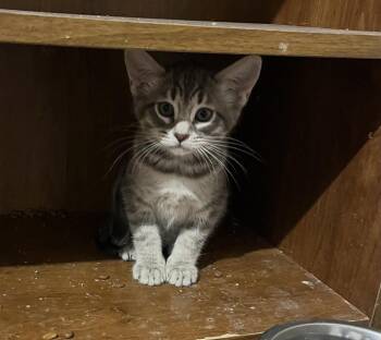 Tabby and Domestic Short Hair Cats Available for Adoption in Dallas, Texas - Paco | PetCurious