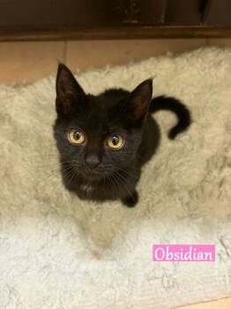 Rescue Domestic Short Hair Cats for Adoption - Obsidian | PetCurious