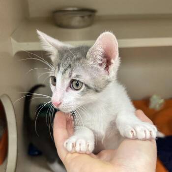 Dallas -  Domestic Short Hair Cat for Adoption in Durango, Colorado - Dallas | PetCurious