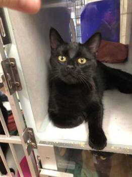 Domestic Short Hair Cats Available for Adoption - Pinky | PetCurious