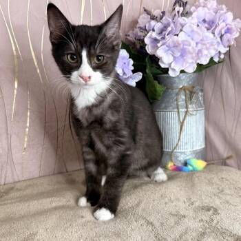 Scout -  Domestic Short Hair Cat for Adoption in Long Beach, Mississippi - Scout | PetCurious