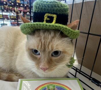Izzy -  Siamese and American Shorthair Cat for Adoption in Crockett, California - Izzy | PetCurious