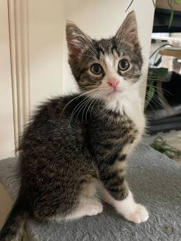 Pablo -  Domestic Short Hair Cat for Adoption in Sterling Heights, Michigan - Pablo | PetCurious