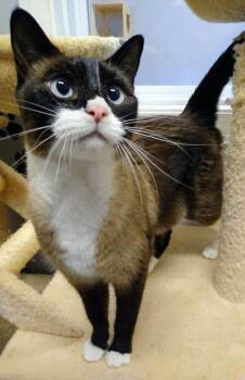 Bailey -  Domestic Short Hair and Siamese Cat for Adoption in Hudson, New Hampshire - Bailey | PetCurious