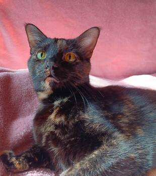 Rescue Domestic Short Hair Cats for Adoption in Peoria, Illinois - Lily | PetCurious