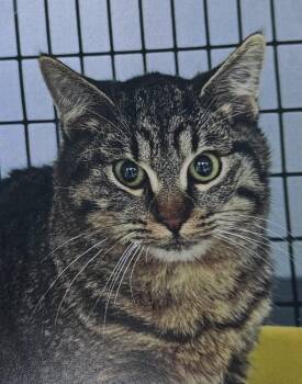 Rescue Domestic Short Hair Cats for Adoption in Fort Madison, Iowa - Hoot | PetCurious