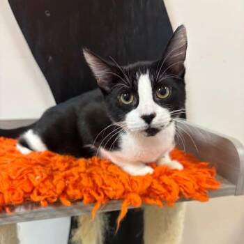 Ash at Fat Cat Cafe -  Domestic Short Hair Cat for Adoption in Tallahassee, Florida - Ash At Fat Cat Cafe | PetCurious