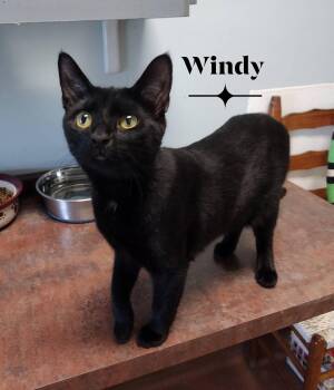 Windy -  Domestic Short Hair Cat for Adoption in Monroe, Ohio - Windy | PetCurious