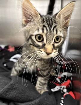 A198902 -  Domestic Short Hair Cat for Adoption in Fremont, California - A198902 | PetCurious
