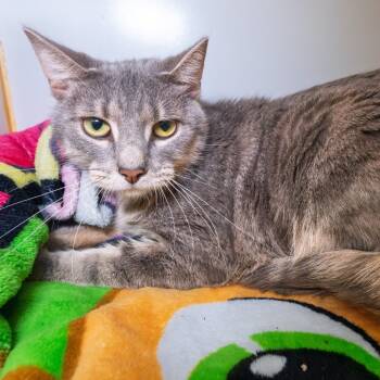 Rescue Domestic Short Hair Cats for Adoption in South Elgin, Illinois - Buck | PetCurious