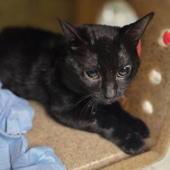 TimTim -  Domestic Short Hair Cat for Adoption in Philadelphia, Pennsylvania - TimTim | PetCurious