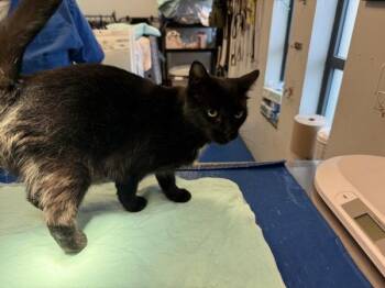 Joey -  Domestic Short Hair Cat for Adoption in New York, New York - Joey | PetCurious